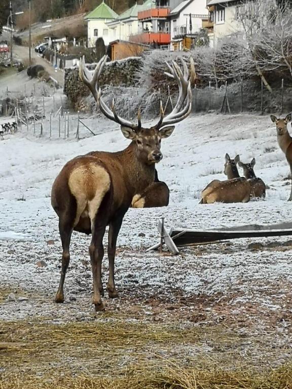 a deer with large antlers standing in the snow at Hirsch Panorama in Bad Wildbad