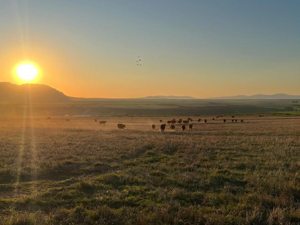 a herd of cattle in a field at sunset at Papkuilsvlei Selfsorg Plaashuis in Muishondfontein