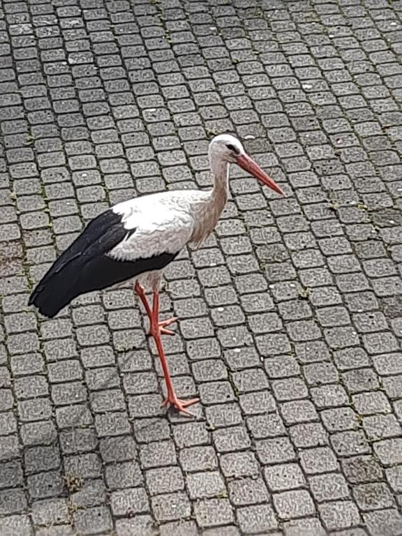 a bird with a long beak walking on a sidewalk at Apartament nad wodą in Marzęcino