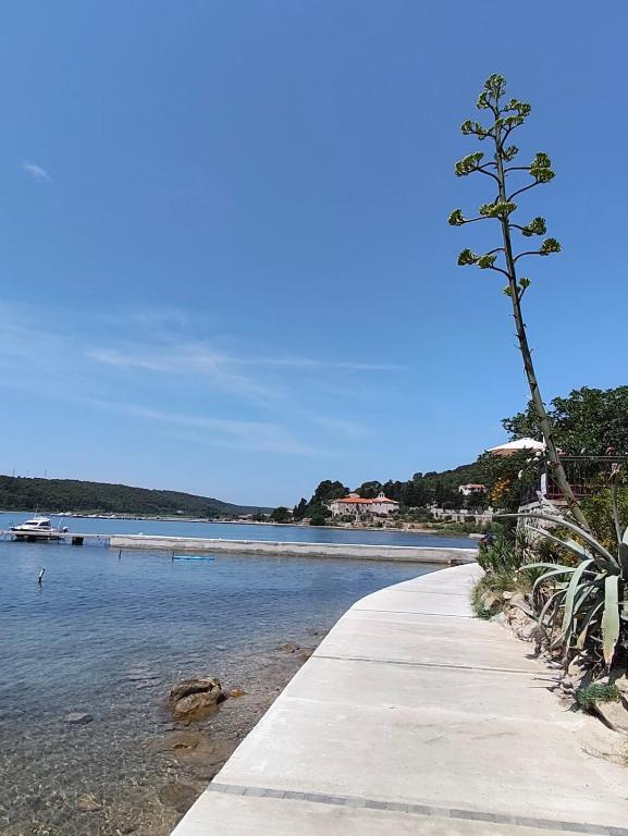 a beach with a tree next to a body of water at Apartment Rab in Palit