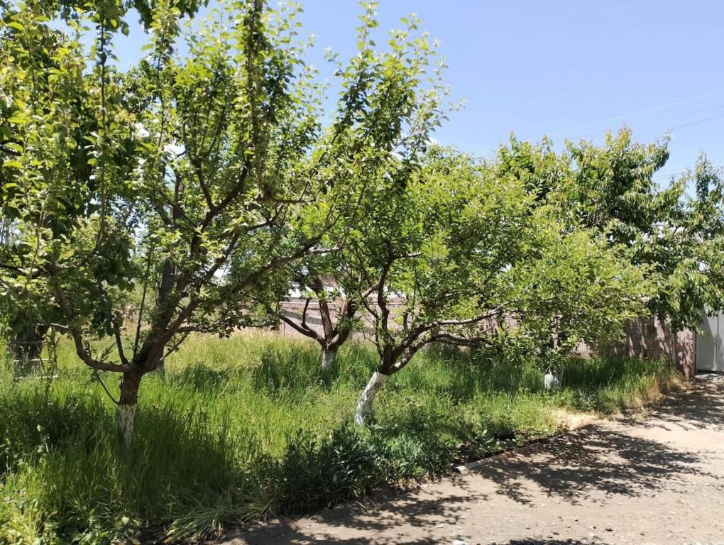une rangée d'arbres sur le côté d'une route dans l'établissement City Escape, à Gyumri