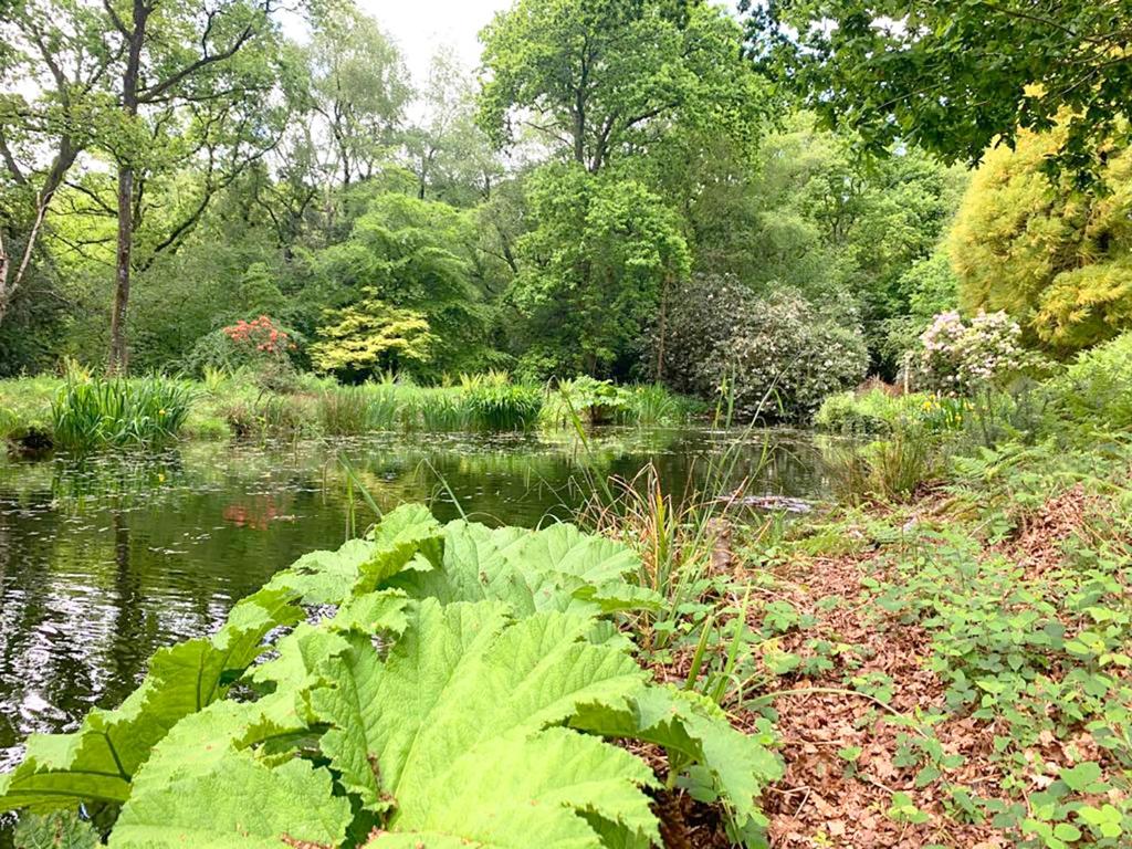 a garden with a pond and a large green plant at The Loft at Ash Beacon - Gorgeous 2 bed, hideaway in lovely private grounds in Axminster