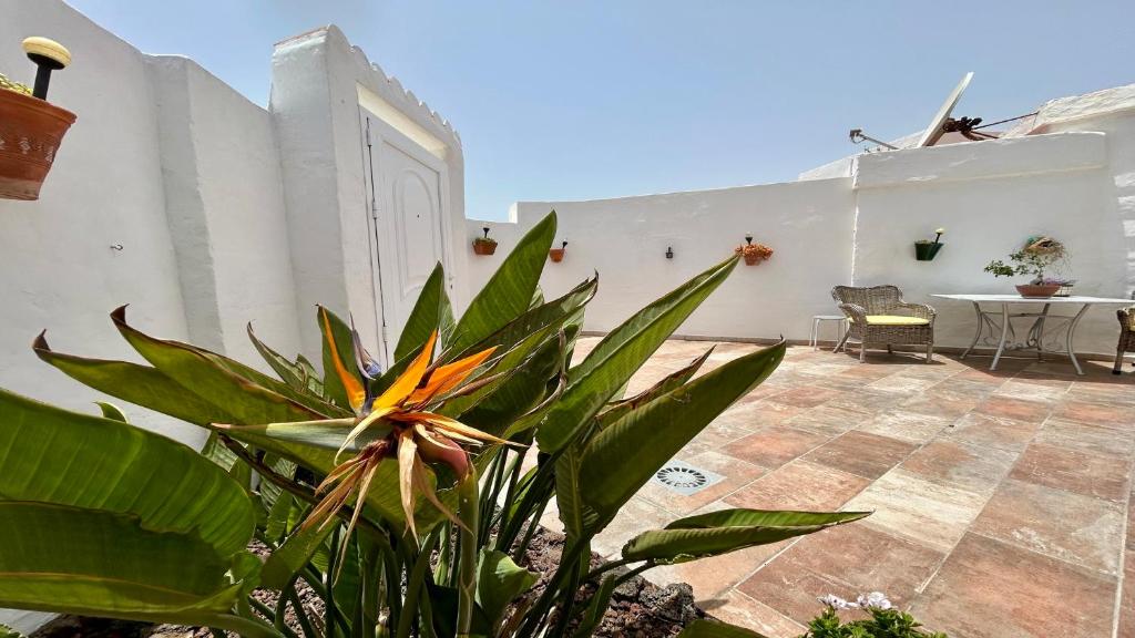 a plant in front of a white building with a patio at Welooveyou Honey in Costa Calma