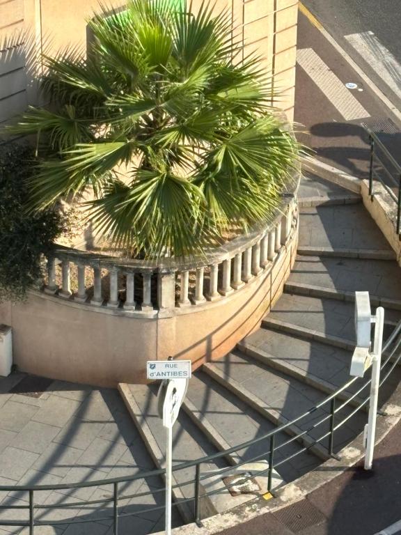 een grote plantenbak met een palmboom erin bij Le FRAGONNARD in Cannes