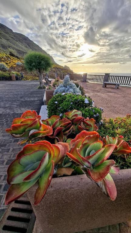 a group of plants sitting on a ledge at Riegos de Lino in Barlovento