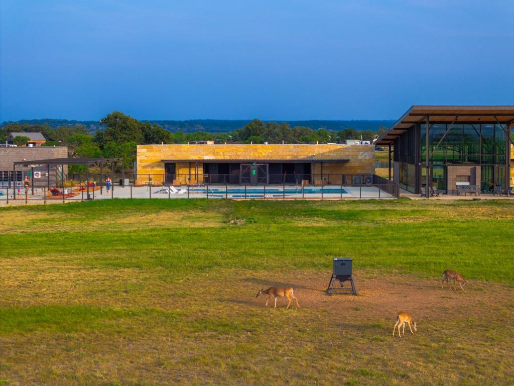 three animals standing in a field in front of a building at SKYE Texas Hill Country Resort in Hilltop