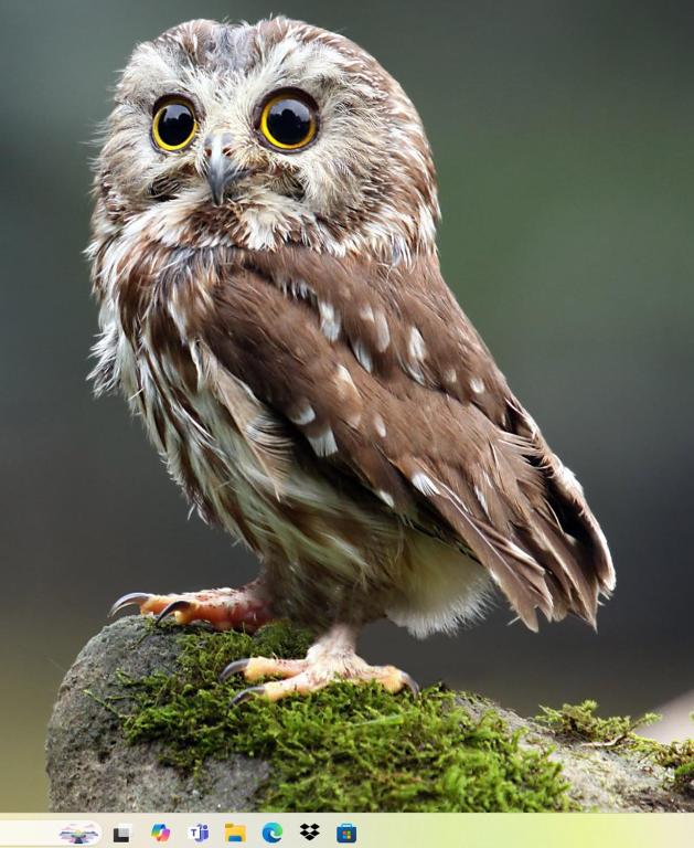 an owl sitting on top of a rock at Hideout Knuckls in Udawela