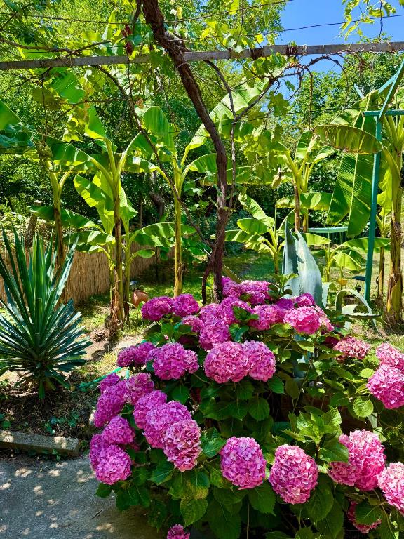 Guest house Villa Kula