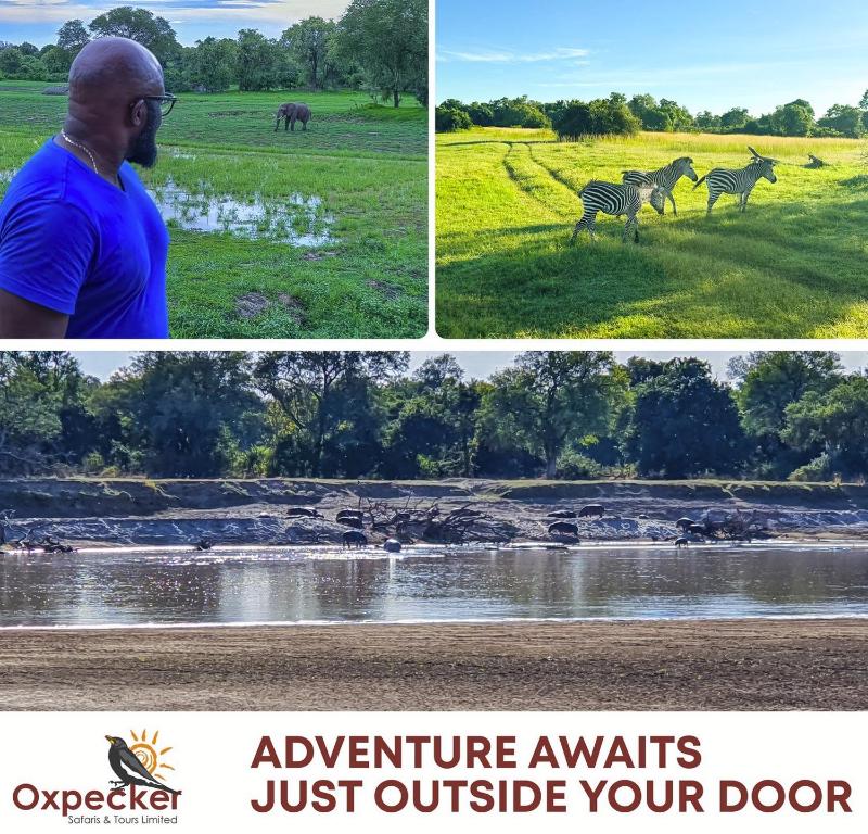 four pictures of a man standing in a field with zebras at Oxpecker Safari Lodge 