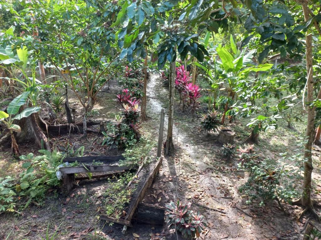 un giardino con un sacco di piante e alberi di Ecofinca del Paraíso a Leticia