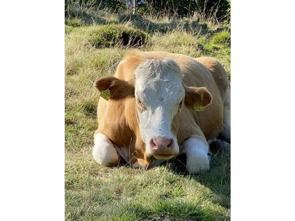 Zvířata v apartmánu nebo okolí