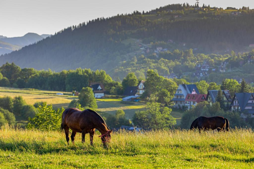 two horses grazing in a field of grass at Domek i Pokoje z widokiem na Tatry - U Magdy Zakopane in Zakopane