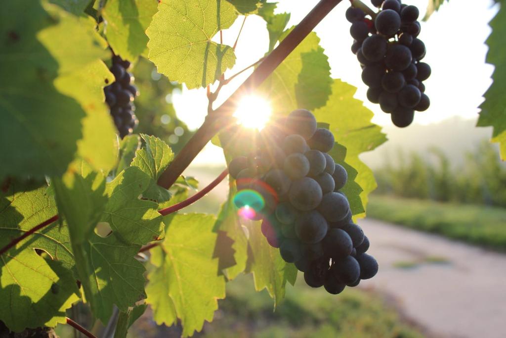 Fotografie z fotogalerie ubytování Schroeders Wein-Style-Hotel v destinaci Trier