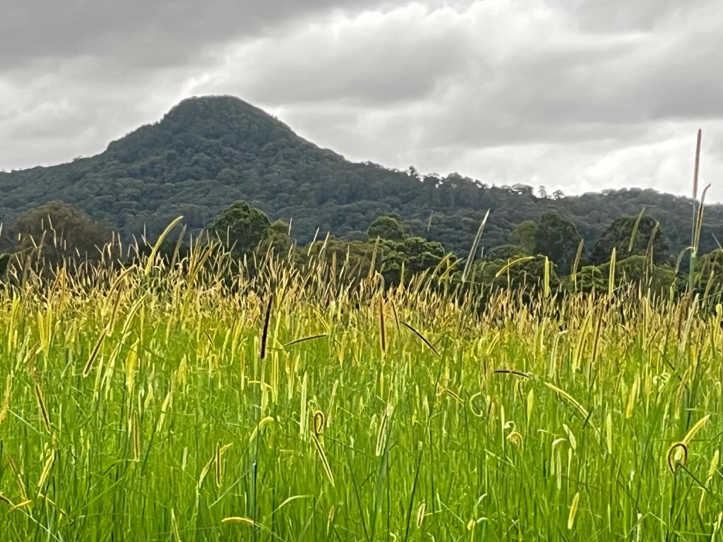 Gallery image of Casual comfort in Byron Shire in Mullumbimby