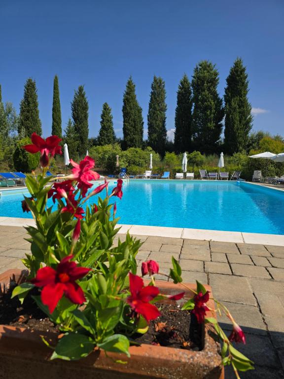 eine Topfpflanze mit roten Blüten neben einem Swimmingpool in der Unterkunft Leonina Country House by Francigena Apartments in Casetta
