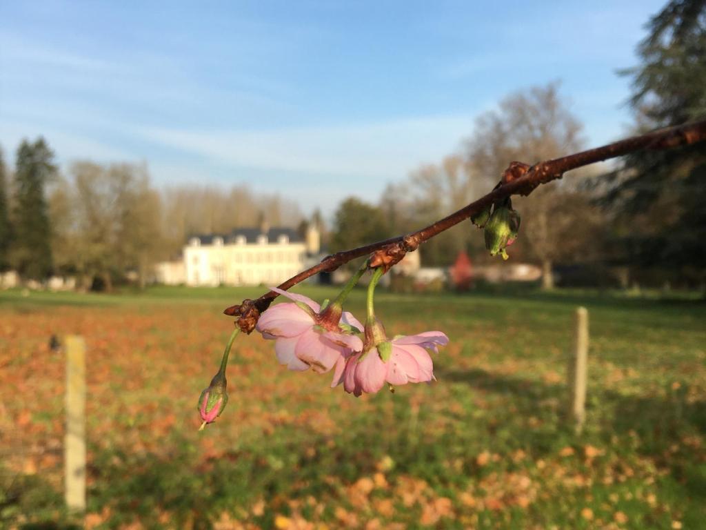 a pink flower on a branch in a field at Château de la Saulinière in Kain