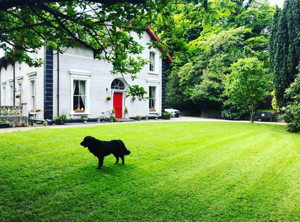 a black dog standing in the grass in front of a house at Fabulous 6 Bedroom Victorian Period House in Derry Londonderry