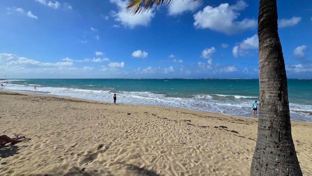 een strand met een palmboom en de oceaan bij Oscar Building - Apto#2 in San Juan