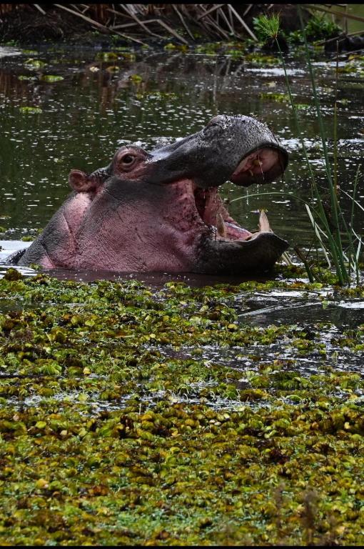 a large pink animal sitting in the water at The falls hippo point in Nyahururu
