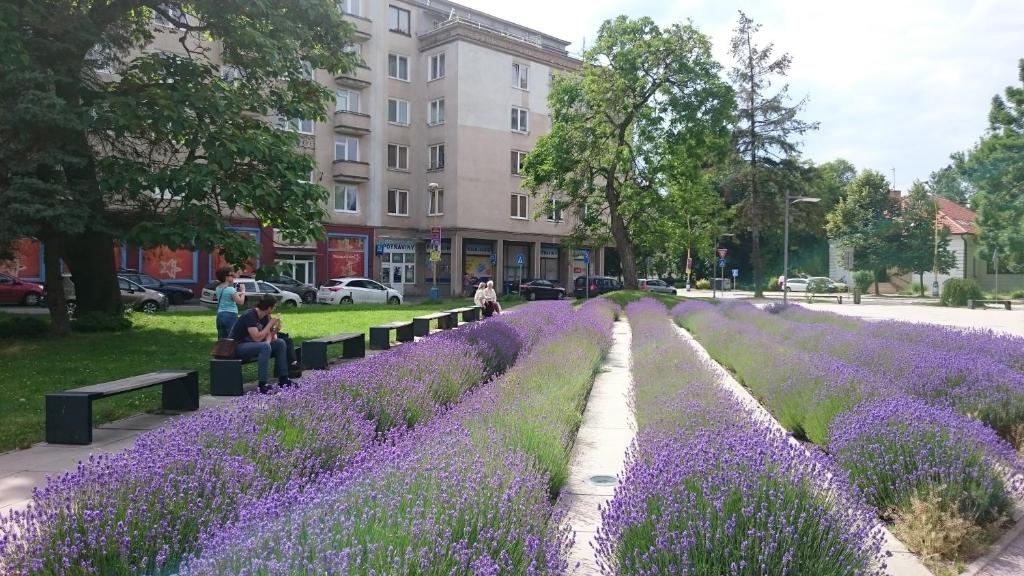 Vonkajšia záhrada v ubytovaní Apartments Letná, AC & garage 89m2 and 44m2