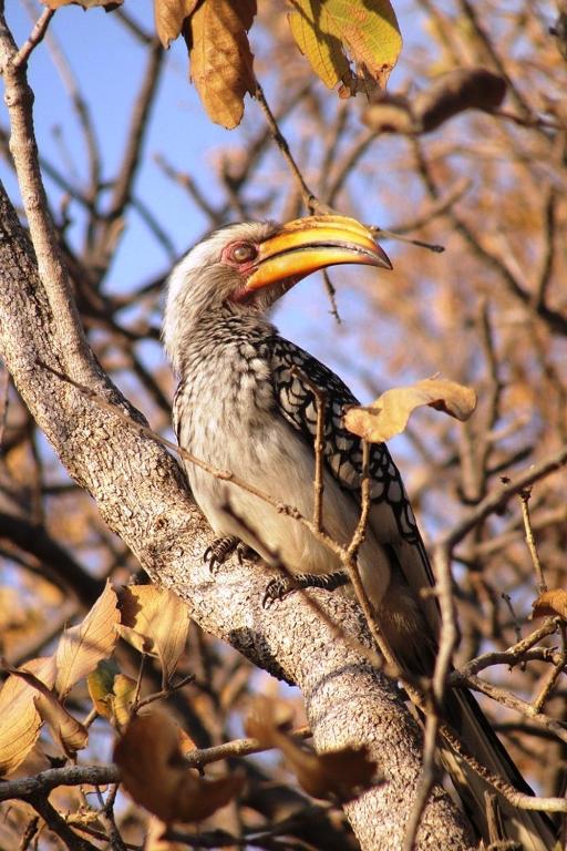 a bird with a yellow beak sitting on a tree branch at Mabula Game Reserve in Welbekend