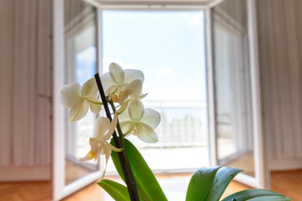 un vaso con fiori bianchi davanti a una finestra di Apartments Marija a Starigrad-Paklenica (Ortopula)