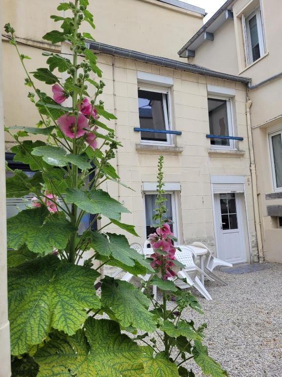 a plant with pink flowers in front of a building at la petite maison in Granville