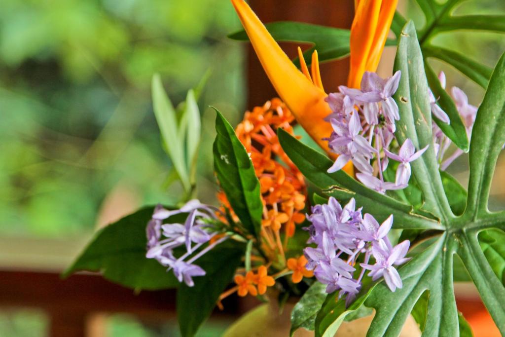 Chestnut Hill Eco Resort Had Yai - Resim 44