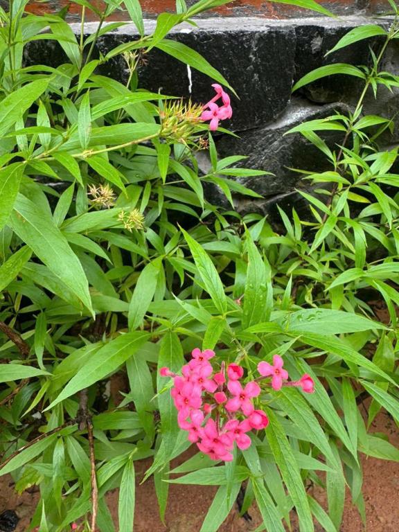 Herbal Resort & Spa - 19