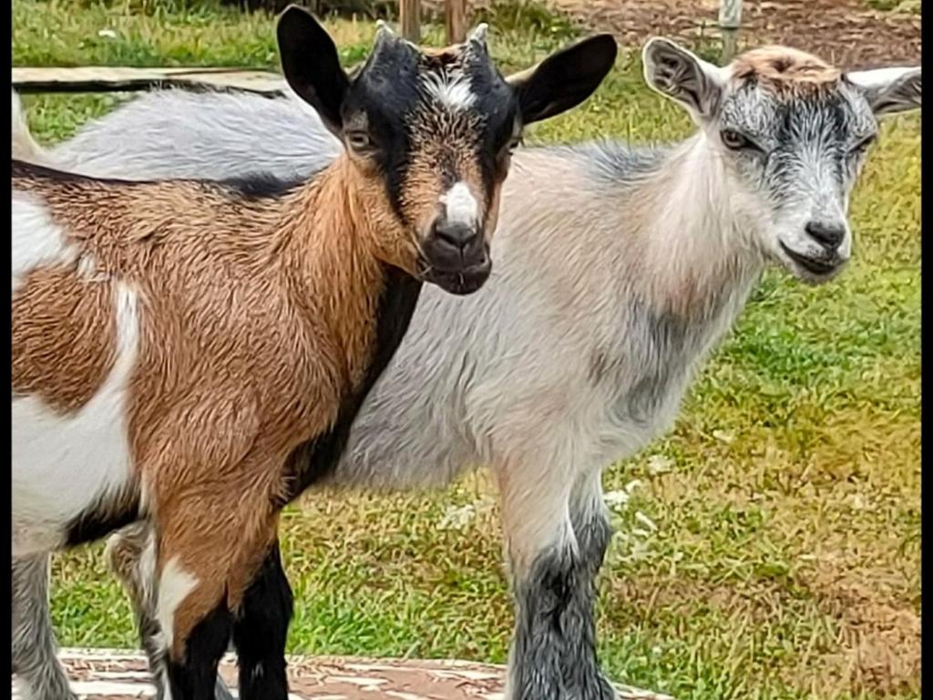 deux chèvres se tenant côte à côte dans un champ dans l'établissement Bêêêêl campagne - Studio nature entouré de chèvres, à Oradour-sur-Glane