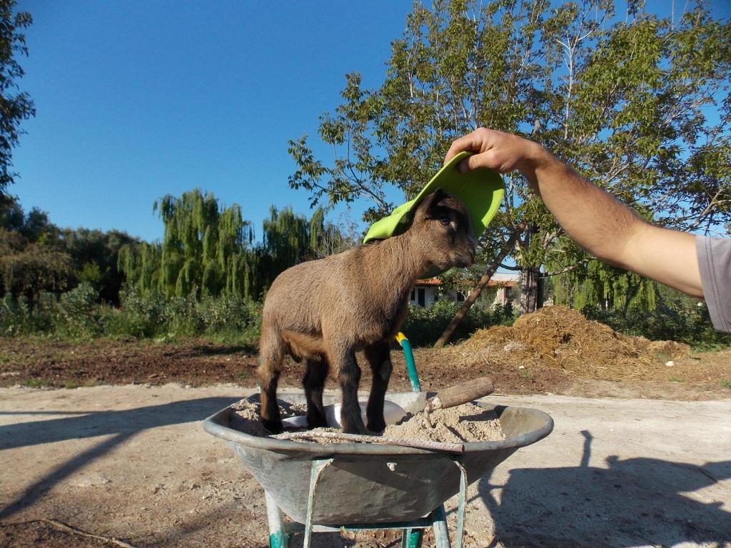 Bevande di Agriturismo Le Tagliate
