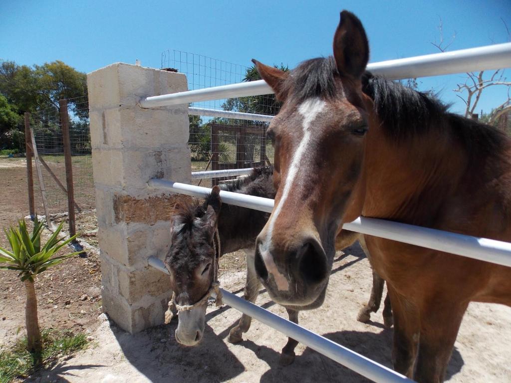 Altri animali domestici presso l'agriturismo o nei dintorni
