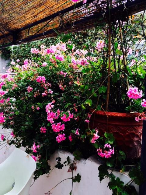 a bunch of pink flowers on a wall at Soleluna in Capri