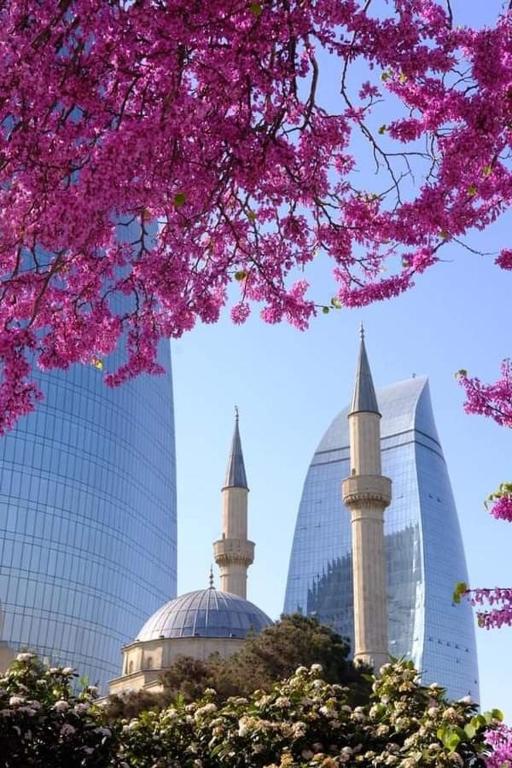 two mosques and a tree with pink flowers at FRIENDS Hostel Baku in Baku