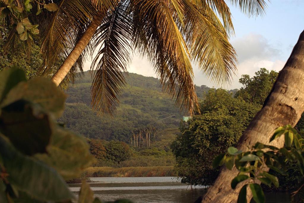 uma vista para um rio com palmeiras e uma montanha em Coco Carïb - Cabane vue Mer & Massages em Deshaies