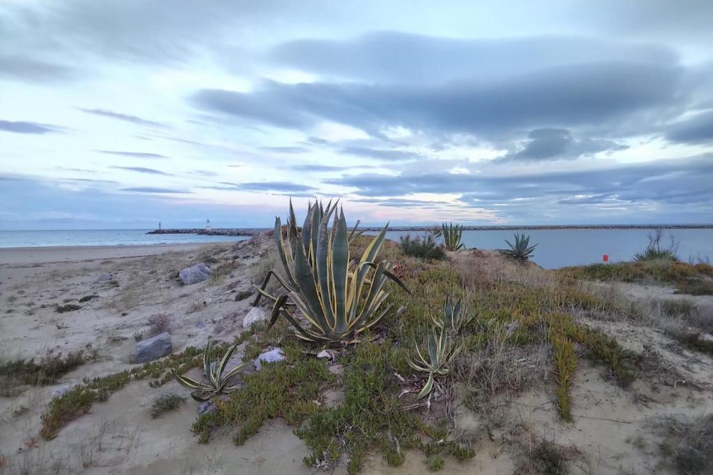 a plant on a sandy beach near the ocean at Appartement T2 dans village Naturiste en bord de mer in Leucate-Plage