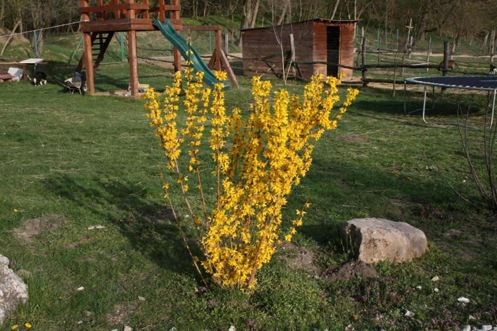 Zahrada ubytování Malomdűlő Farmház