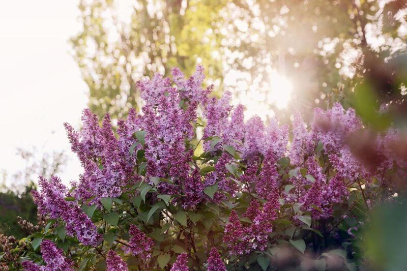 a bush of purple flowers with the sun in the background at Auberge Lac-Saint-Jean in Roberval