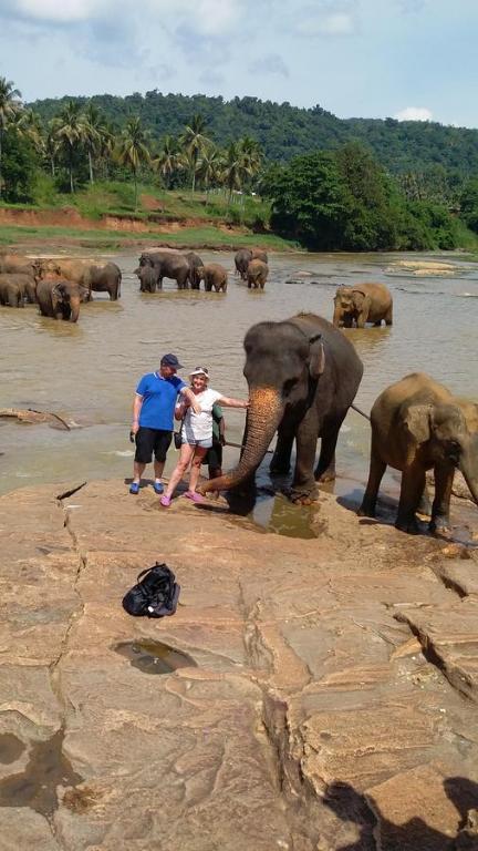 a group of people standing in the water with elephants at Villa Paragon in Negombo