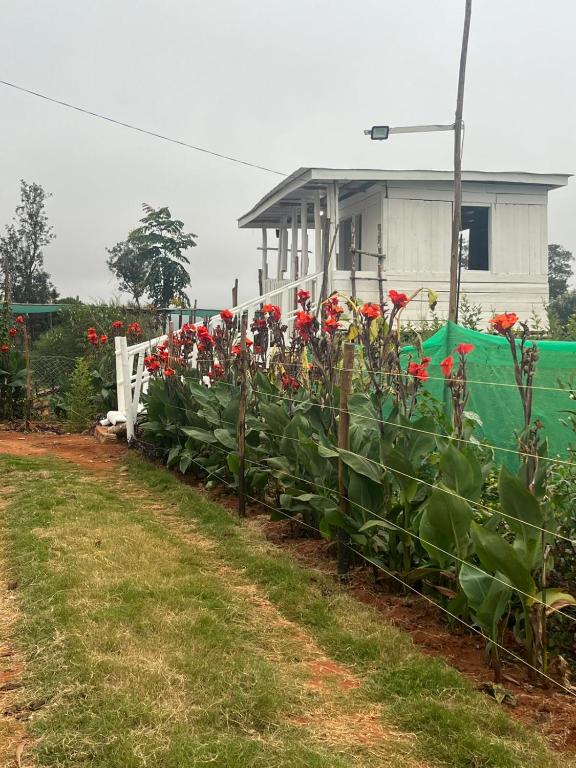 a row of red flowers in front of a house at One Bedroom Cottages at Elmadel in Machakos