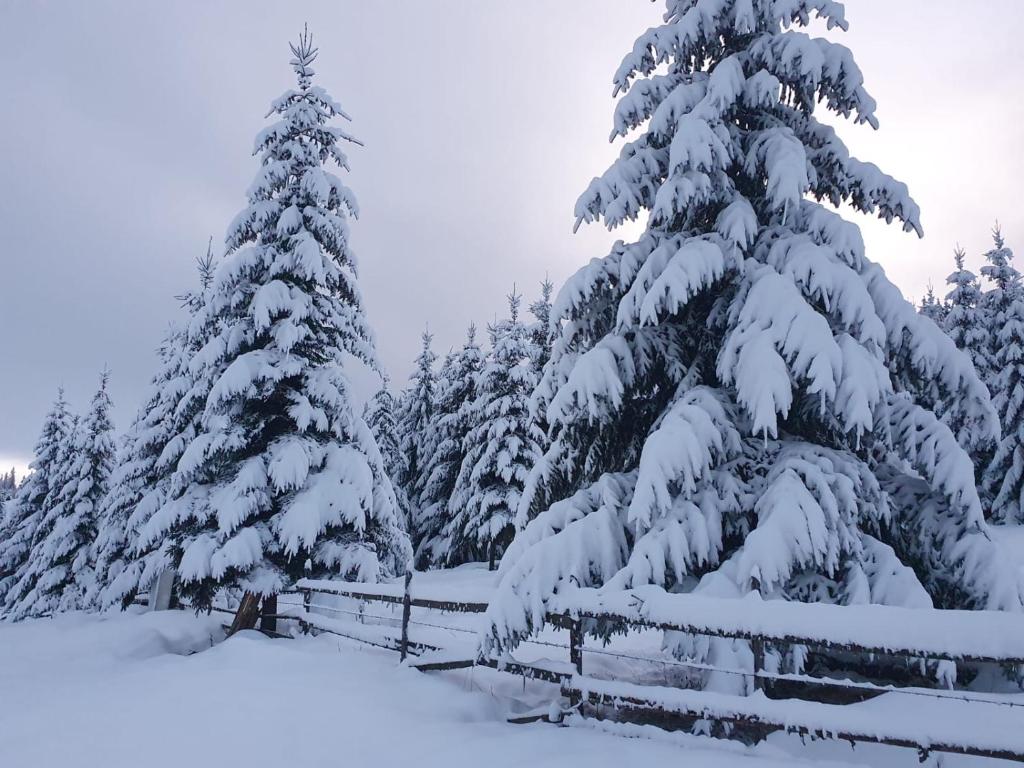 eine Gruppe von schneebedeckten Bäumen in der Unterkunft Poiana cu Sinziene in Neagra Şarului