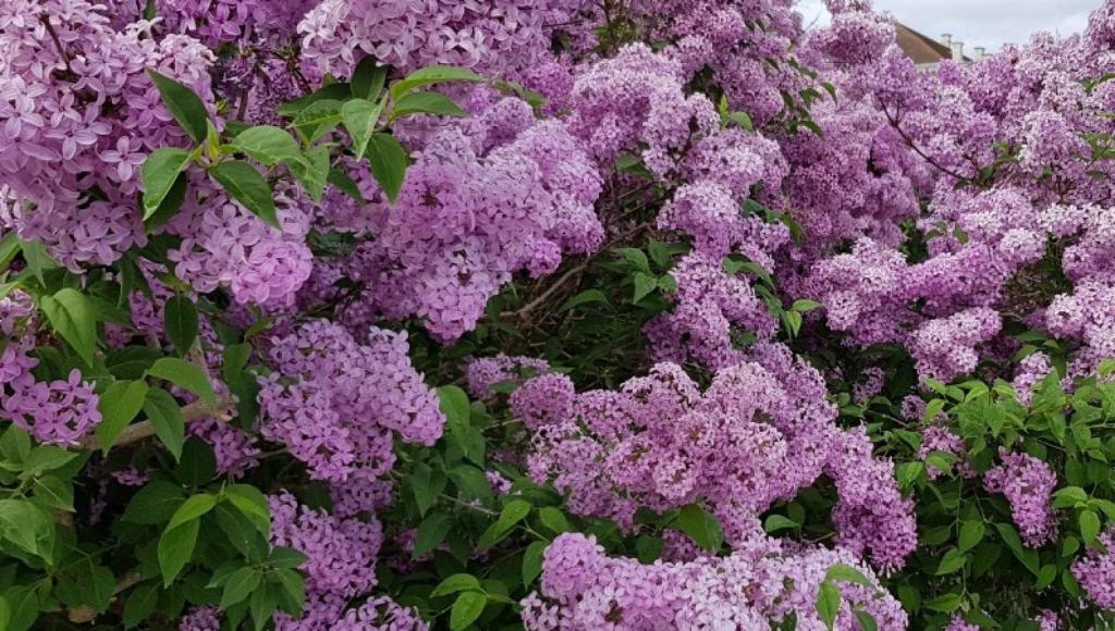 a bunch of purple flowers with green leaves at La Corte dei Lillà in Castiglione dei Pepoli