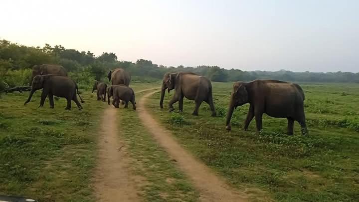 Άλλα ζώα σε αυτός ο ξενώνας ή στη γύρω περιοχή