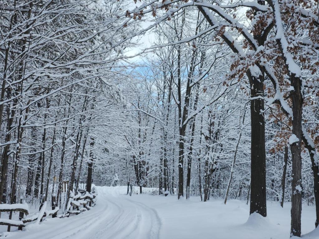 a snow covered road in a forest with snow covered trees at Forest Oasis Camping Resort in Wasaga Beach