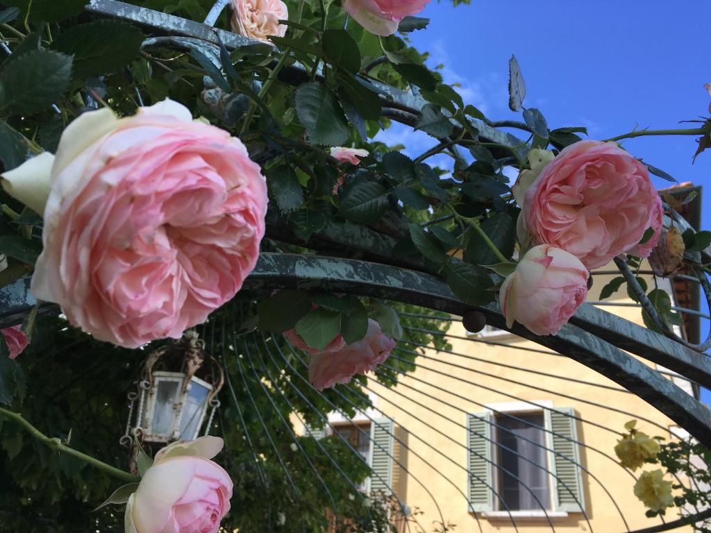 Albergo da Annita - room only في رابولانو تيرمي: حفنة من الورد الزهري على شجرة أمام منزل