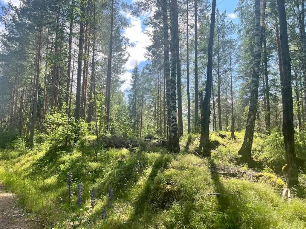 a forest with tall trees and green grass at The Secret Cabin 