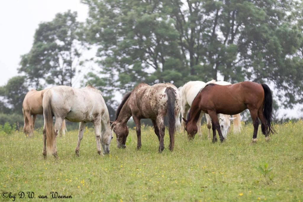 um grupo de cavalos a pastar num campo de relva em La maison aux prés em Durbuy
