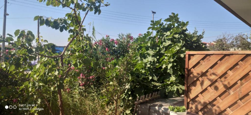 un jardin avec des arbres et des fleurs roses et une clôture dans l'établissement Patoliko, à Nea Moudania