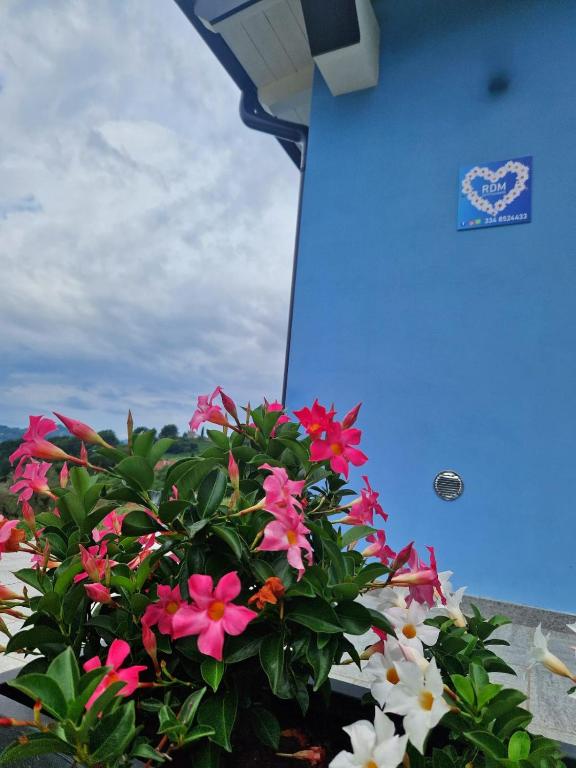 a plant with pink flowers in front of a building at Rdm affittacamere in Albiano