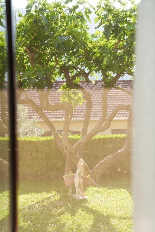 Apartments Bućin - 8